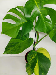 Monstera Aurea