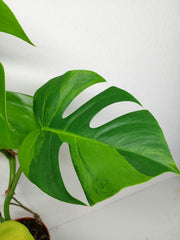 Monstera Aurea