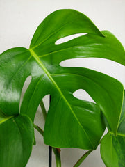 Monstera Aurea