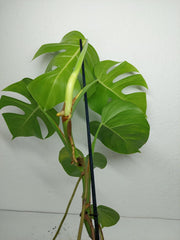 Monstera Aurea
