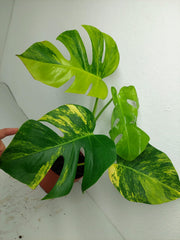 Monstera Aurea