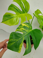 Monstera Aurea