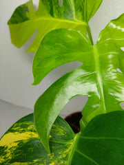 Monstera Aurea
