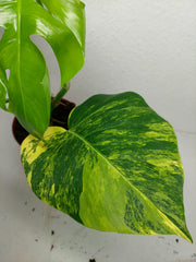 Monstera Aurea