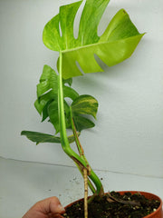 Monstera Aurea