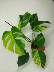 Monstera Aurea