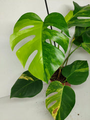 Monstera Aurea