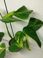 Monstera Aurea