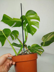 Monstera Aurea