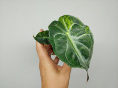 Alocasia Venom Aurea