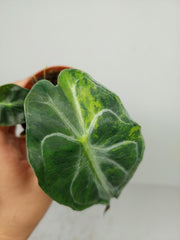 Alocasia Venom Aurea