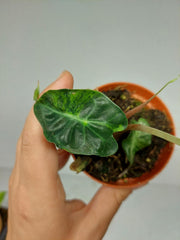 Alocasia Venom Aurea