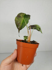 Alocasia Venom Aurea