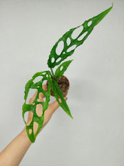 Monstera Obliqua Peru