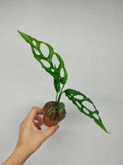 Monstera Obliqua Peru