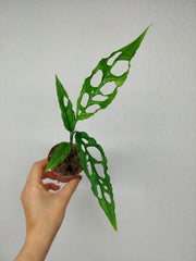 Monstera Obliqua Peru