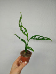 Monstera Obliqua Peru