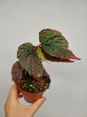 Begonia Mila's Miracle