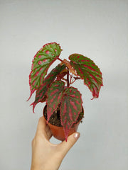 Begonia Mila's Miracle