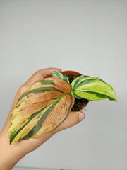 Kaempferia Pulchra Marble Variegata