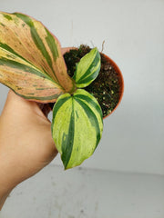 Kaempferia Pulchra Marble Variegata