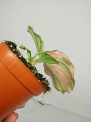 Kaempferia Pulchra Marble Variegata