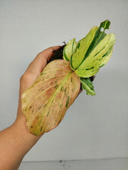 Kaempferia Pulchra Marble Variegata