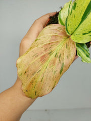 Kaempferia Pulchra Marble Variegata