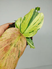 Kaempferia Pulchra Marble Variegata