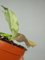 Kaempferia Pulchra Marble Variegata