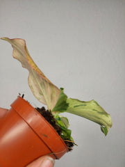 Kaempferia Pulchra Marble Variegata