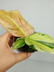 Kaempferia Pulchra Marble Variegata