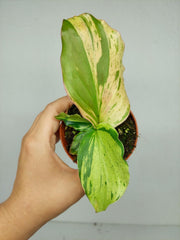 Kaempferia Pulchra Marble Variegata