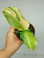 Kaempferia Pulchra Marble Variegata