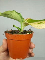 Kaempferia Pulchra Marble Variegata