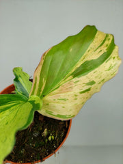 Kaempferia Pulchra Marble Variegata