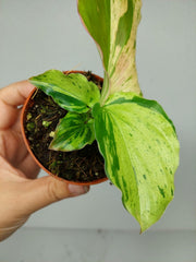 Kaempferia Pulchra Marble Variegata
