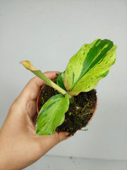Kaempferia Pulchra Marble Variegata