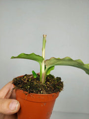 Kaempferia Pulchra Marble Variegata
