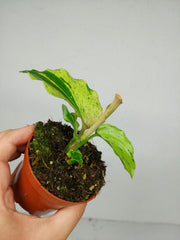 Kaempferia Pulchra Marble Variegata