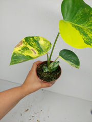 Monstera Aurea Yellow Marilyn 1A