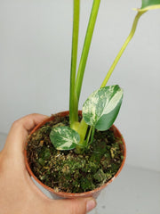 Monstera Aurea Yellow Marilyn 1A