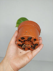 Monstera Aurea Yellow Marilyn 1A