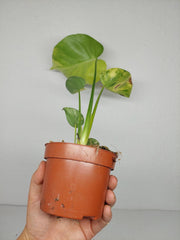 Monstera Aurea Yellow Marilyn 1A