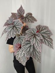 Begonia Pink Minx buschig