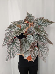 Begonia Pink Minx buschig