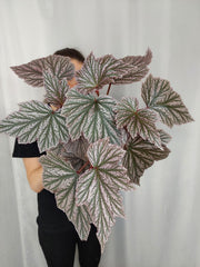 Begonia Pink Minx buschig