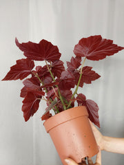 Begonia Pink Minx buschig