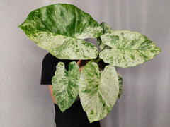 Alocasia Macrorrhiza Splash