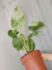 Alocasia Macrorrhiza Splash